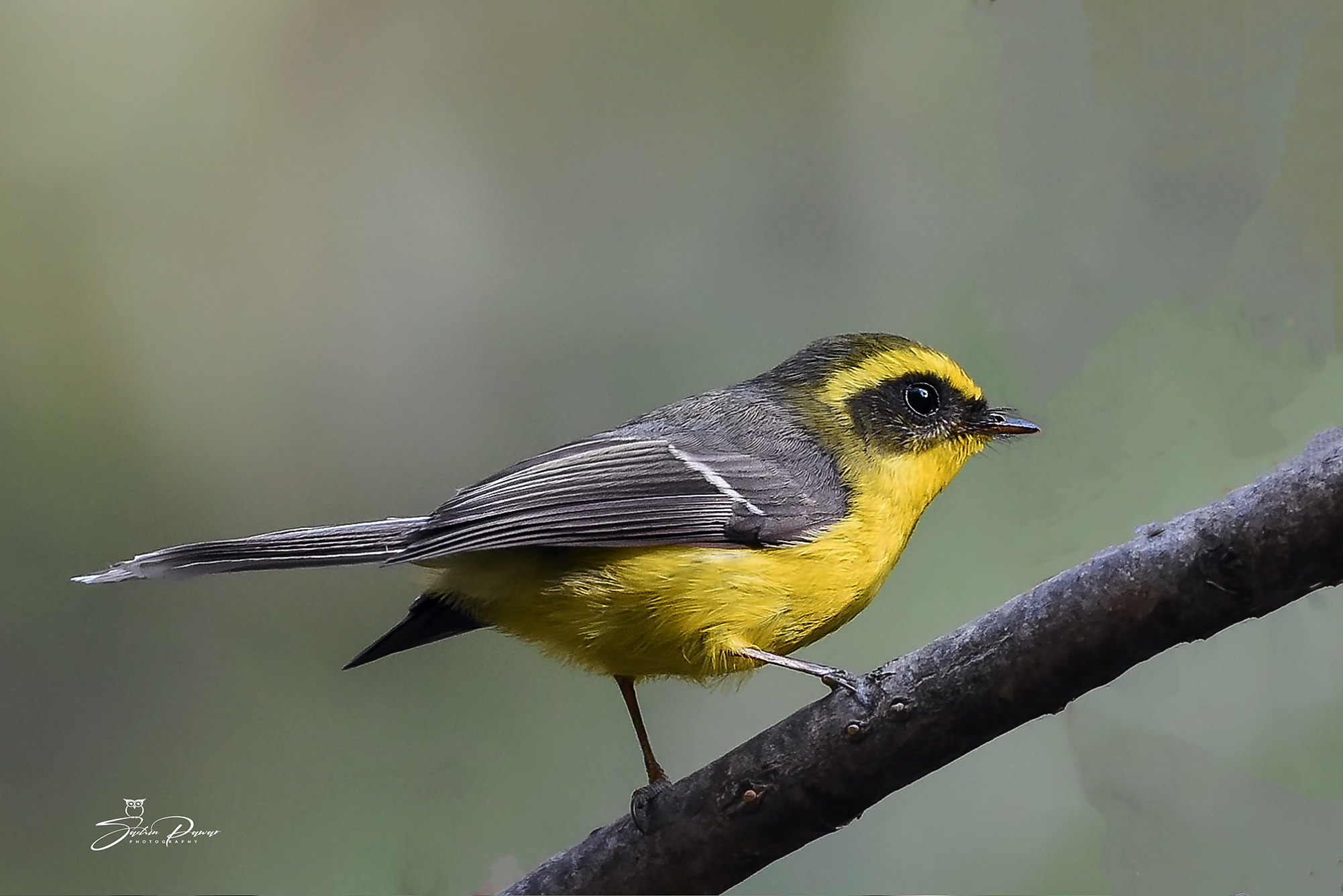 Yellow-bellied Fantail